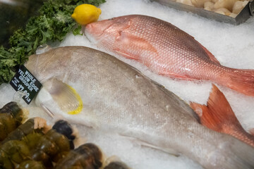 Grouper and Red Snapper