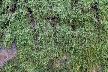 Green moss grows on the granite stone.	