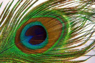 Obraz premium Detailed close-up showcasing the vibrant colors and intricate patterns of a peacock feather. A stunning display of nature's artistry.