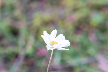 清楚に咲く白い一輪の花と黄色いしべのクローズアップ