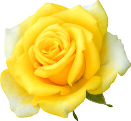 Yellow Rose flowers focus stacking close up isolated for love wedding and valentines day