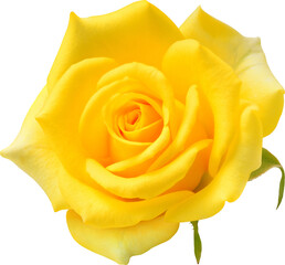 Yellow Rose flowers focus stacking close up isolated for love wedding and valentines day