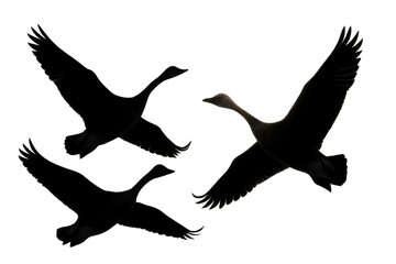 Fototapeta premium Three flying swans silhouetted against a transparent background, representing freedom, journey, and migration