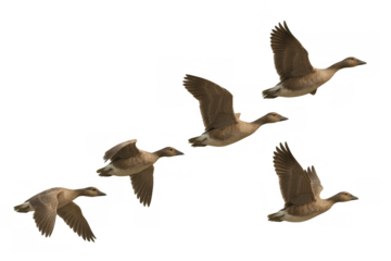 Flying waterfowl flock migrating across sky, a group of geese in motion showing aerial movement and freedom on transparent background