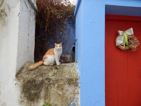 cat at the door on the street of Skiathos