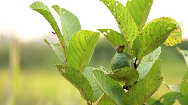 Green guava growing in the garden.