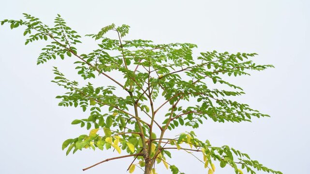 Drumstick plant leaves also called as moringa leaves waving gently by the force of wind on outdoor garden in india.