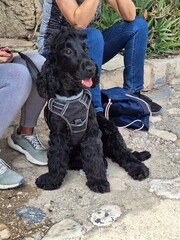 black dog sitting on the ground