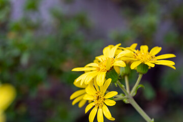 晩秋の庭に鮮やかに咲くツワブキの花のマクロ撮影