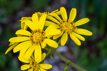 晩秋の庭に鮮やかに咲くツワブキの花のマクロ撮影