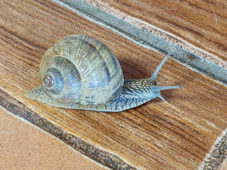 A close-up view of a snail crawling across outdoor garden tiles, showing its shell and moist body in natural light. Ideal for nature photography, biology themes, wildlife education, garden concepts, a © Butterfly2023