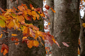 autumn leaves on tree