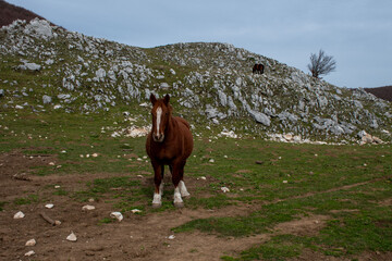 horse in the mountains