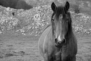 black horse in the winter