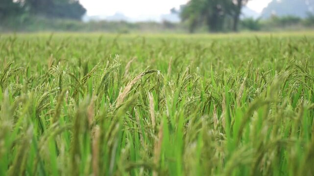 Rice ears swaying by wind in rice paddy. A green rice field waving in the wind in south india. Indian farming technology.