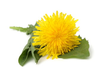 There is a yellow dandelion flower on a white background.	
