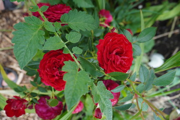 beautiful red roses in garden