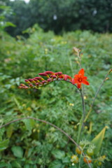 Beautiful red Crocosmia 