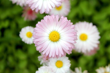 Fototapeta premium Beautiful erigeron flowers bloom in a flowerbed. 