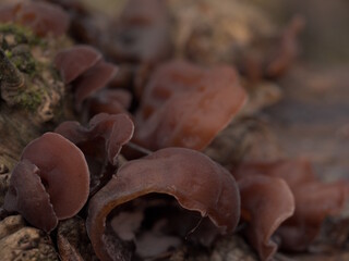 Tree mushrooms, muer, Chinese, Japanese and Vietnamese cuisine, Auricularia auriculata.
