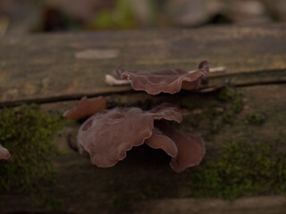 Tree mushrooms, muer, Chinese, Japanese and Vietnamese cuisine, Auricularia auriculata.
