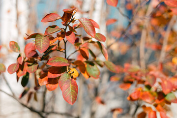 Colorful autumn leaves on a tree branch in a sunny park during a bright day