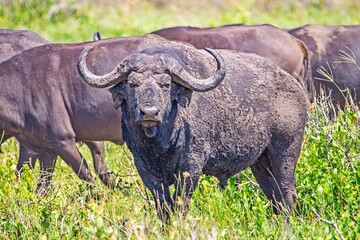 Obraz premium The combination of hundreds of buffaloes (Syncerus caffer) in Isimangaliso Wetland Park in South Africa resembles the Great Migration in Serengeti National Park.