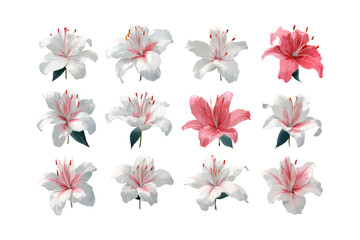Fototapeta premium Assortment of Lily Flowers in Full Bloom on White Background.
