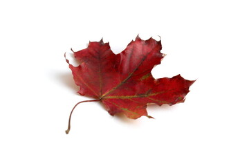 There is a red dry maple leaf on a white background.