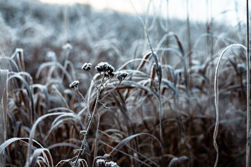 Close-up of frosted grass blades in a field on a cold winter morning. The delicate ice crystals create a beautiful texture on the blades of grass, showcasing the beauty of winter. Macro grassland shot