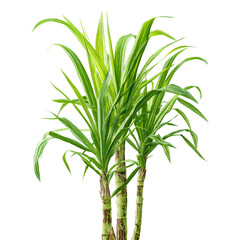Fototapeta premium Fresh Green Sugarcane Plant Isolated