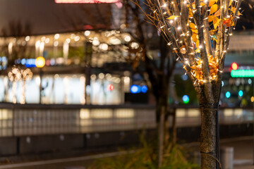 イルミネーションが灯る冬の街路樹