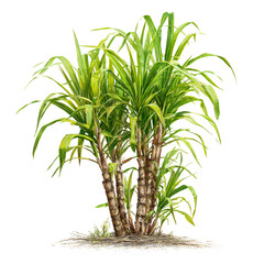 Fototapeta premium Fresh Green Sugarcane Plant Isolated