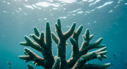 Underwater view of coral reef habitat with turquoise blue water background. Marine biology and ocean ecosystem concept, Color of 2026.