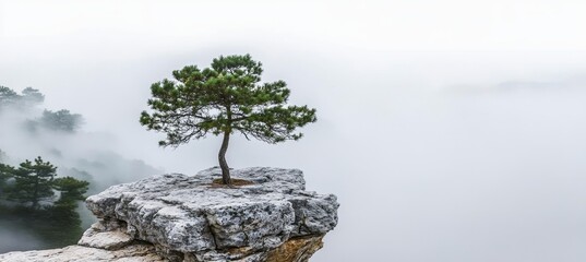 Lonely Tree Standing Firmly on a Foggy Cliff Edge, Defying Nature s Elements with Strength and Grace