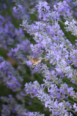 Obraz premium Delicate Lavender Blooms with Hovering Hummingbird Moth in Serene Garden Scene