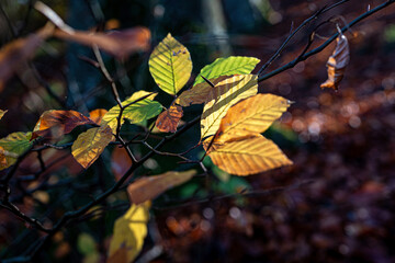 Mixed green and yellow leaves illuminated by sunlight
Close-up of mixed green and yellow autumn leaves with sunlight filtering through the forest.

