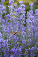 Obraz premium Hummingbird Hawk Moth Hovering Over Lavender Field in Full Bloom on a Sunny Day