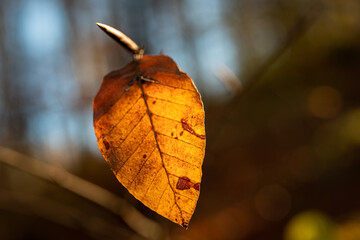 Orange leaf backlit by sun creating warm glow
A single orange leaf glowing warmly as sunlight shines through it against a blurred background.

