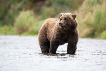 Obraz premium Alaskan brown bear standing in Brooks River