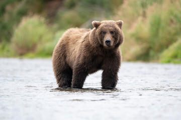 Obraz premium Alaskan brown bear standing in Brooks River
