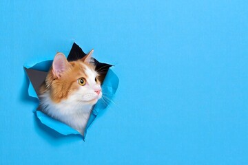 Orange cat peeking through blue paper torn hole cute kitten pet animal