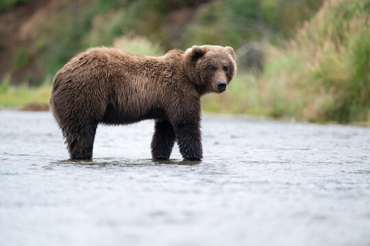 Alaskan brown bear standing in Brooks River