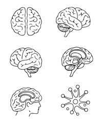 Detailed brain anatomy line art for medical education and neurological study resources