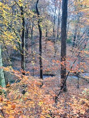 Deciduous autumn forest, with fallen leaves on the ground. And a forest stream in the valley. Autumn forest landscape. Natural background. Trees in the forest..
