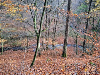 Deciduous autumn forest, with fallen leaves on the ground. And a forest stream in the valley. Autumn forest landscape. Natural background. Trees in the forest. .