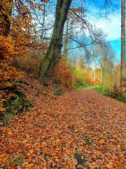 A path in an autumn forest leading deep into the forest, surrounded by trees with bright autumn colors - yellow, orange and red leaves. Autumn in the forest. Natural landscape of an autumn forest. .