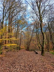 autumn in the park. Autumn forest landscape. Fallen brown leaves on the ground. The path in the forest is strewn with bright autumn leaves..