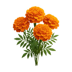 Fototapeta premium PNG Vibrant marigold flowers bouquet