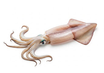 Fresh squid on a clean white background, showing detailed tentacles, smooth skin, and natural color, ideal for seafood or cooking visuals.